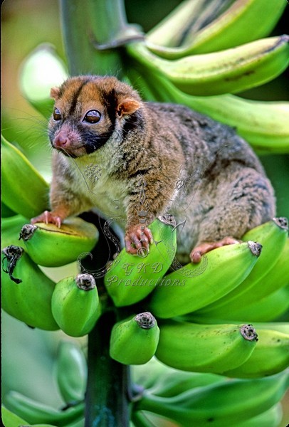 Cuscus - E. Highlands, Papua New Guinea - ANIMALS