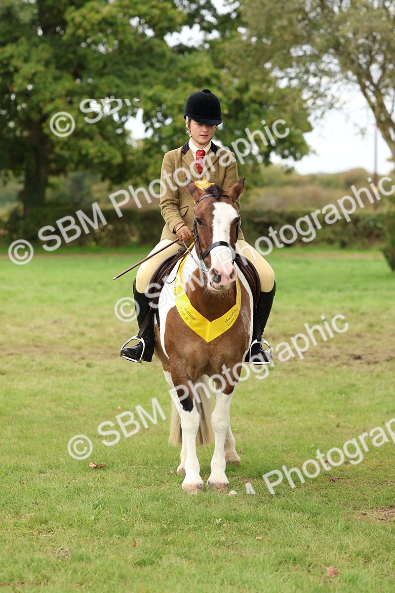 SBM_65215 - S59 - Part Bred Arab & Native Pony Ridden