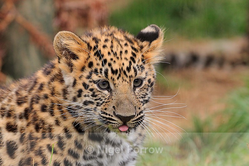Amur Leopard cub close-up at the WHF - Leopard