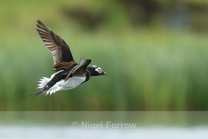 Long-tailed Duck in flight, Iceland - Long-tailed Duck