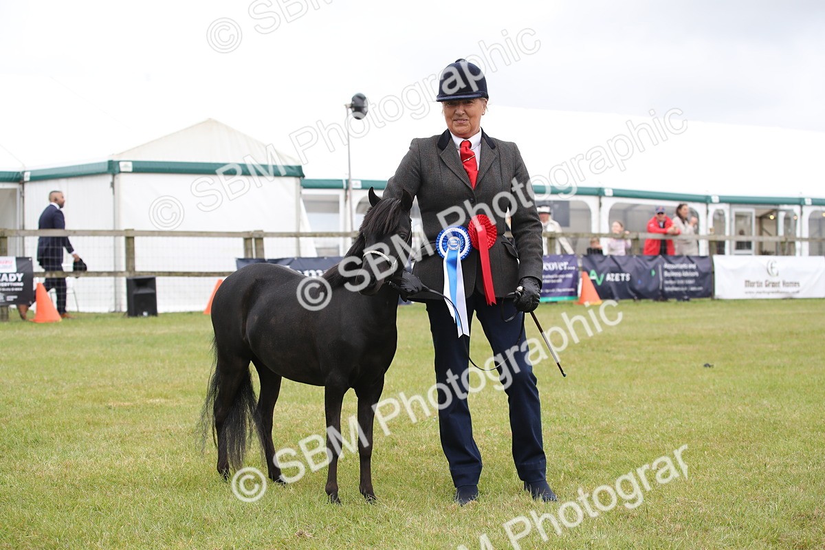 SBM_03552 - Class 23-25 - British Miniature Horse of the Year