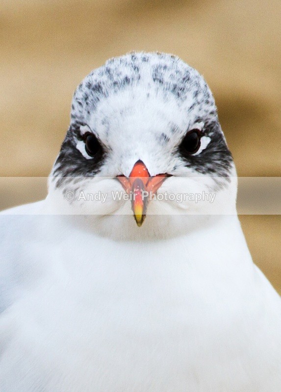 20101128_3663 - Mediterranean Gull