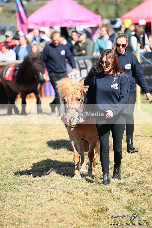 Shet 060426 32 - Shetland Pony Racing Paxford Races Easter Mon 06/04/26