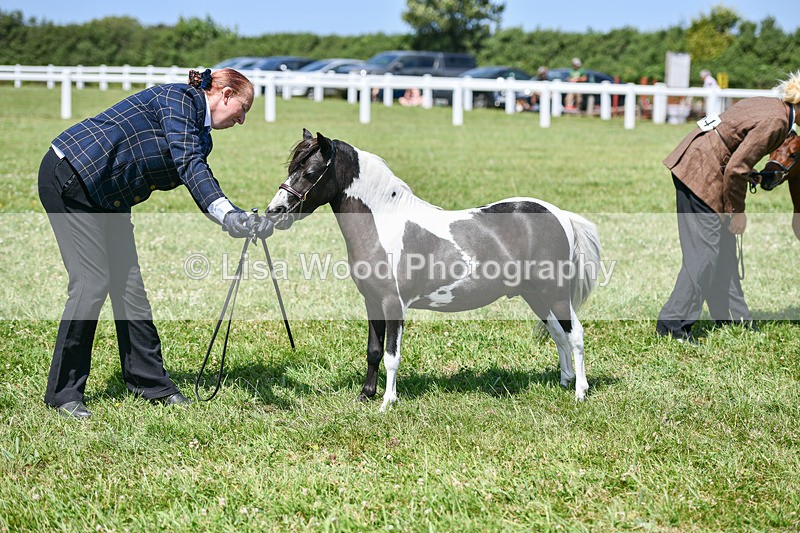 DSC_7282 - Miniature Horse Championship