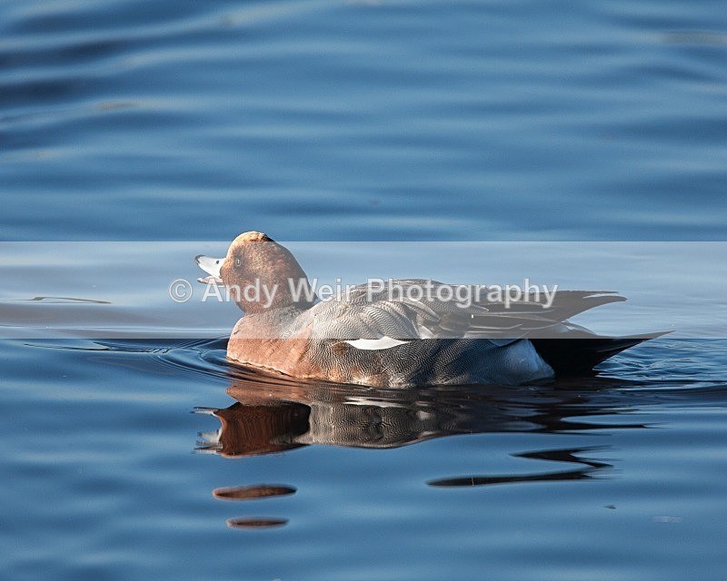 20081128-IMG_0768 037 - Wigeon