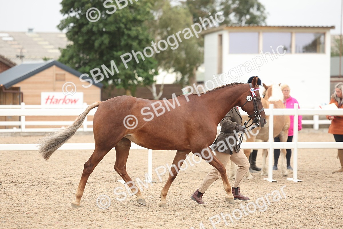 SBM_19762 - Class 318 - IH Part Bred Horse-Pony