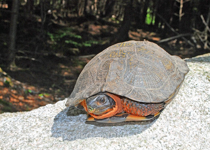 Glyptemys insculpta - Mammals, Reptiles & Amphibians