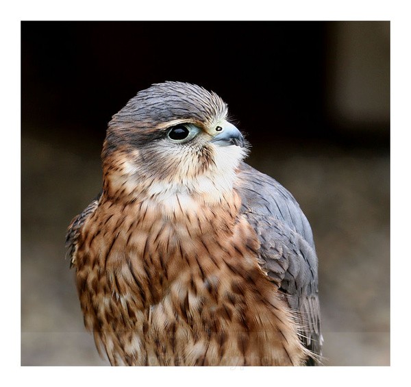 Merlin falcon - Captured Wild life/Domestic/ livestock Animals