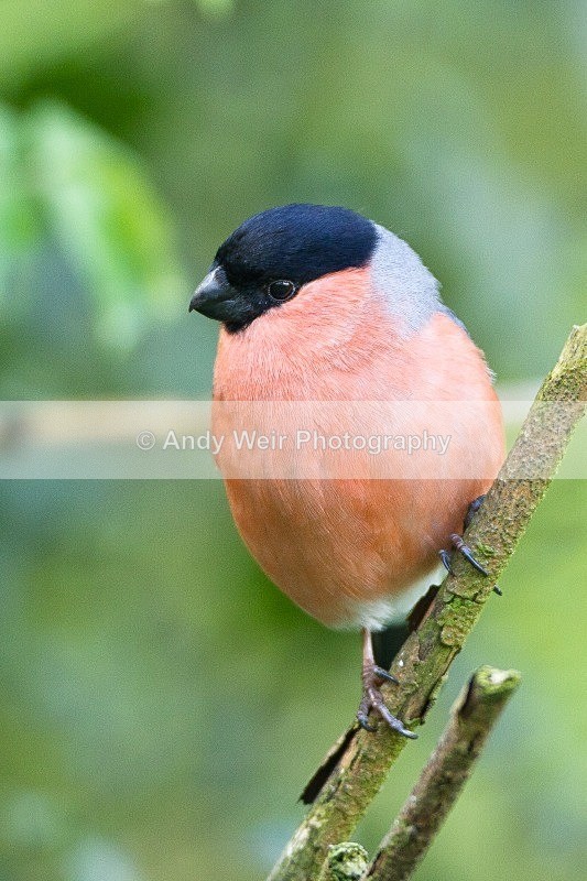 20120421-_MG_9579 - Bullfinch