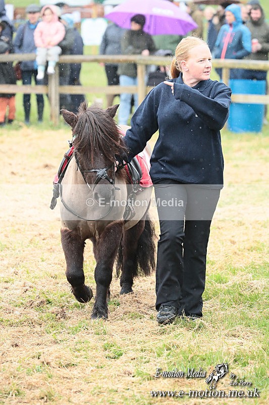 SHETPR 210425 27 - Shetland Ponies Paxford Races 21/04/25