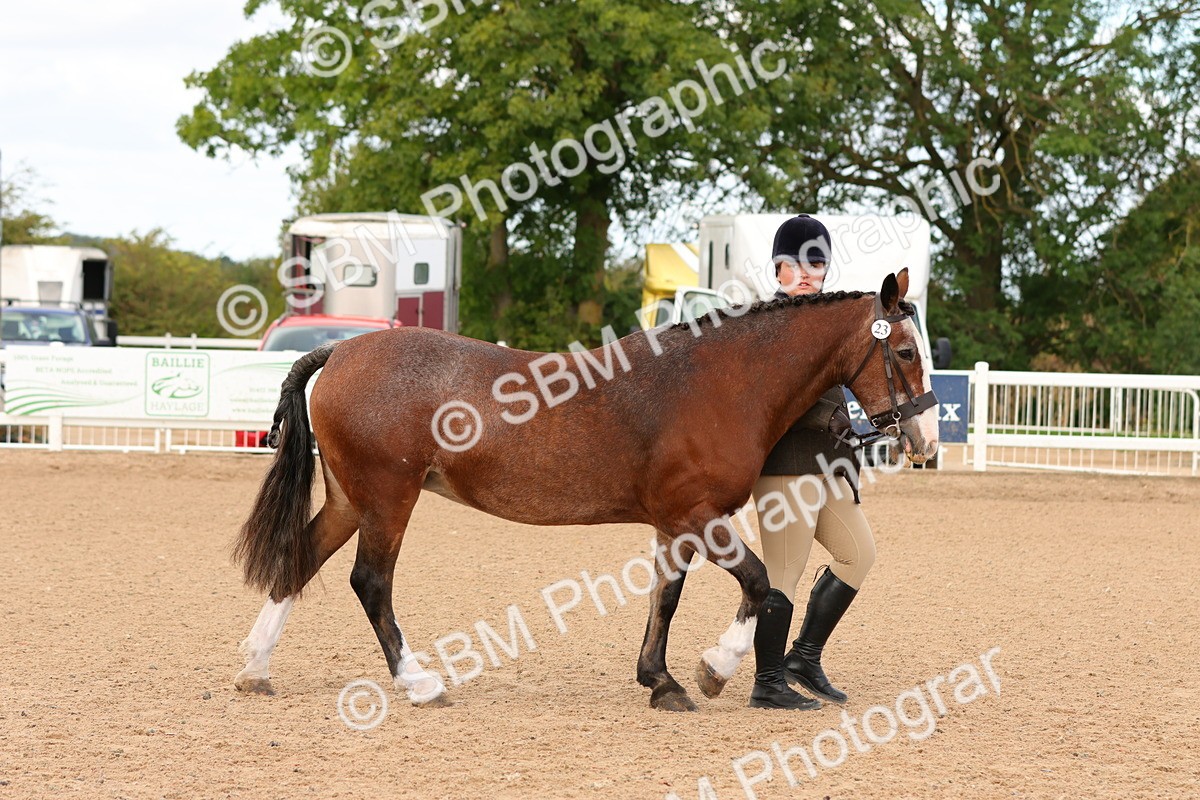SBM_10266 - Class 206 - IH Non Show Type Pony