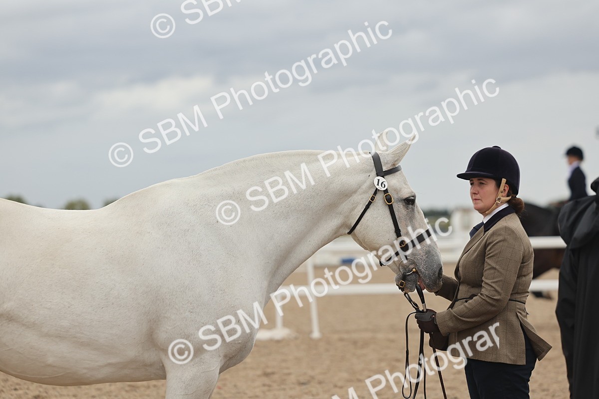 SBM_19320 - Class 317 - IH Pure Bred Horse-Pony