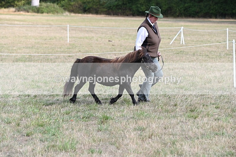 WJ6_6840 - Class 21 Shetland & Mini Horses