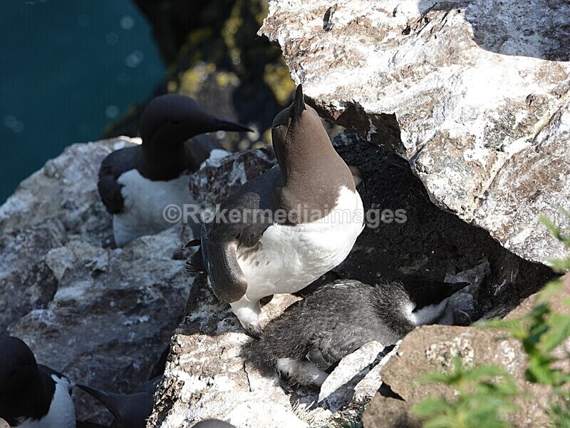 DSC00429 - Skomer 2019