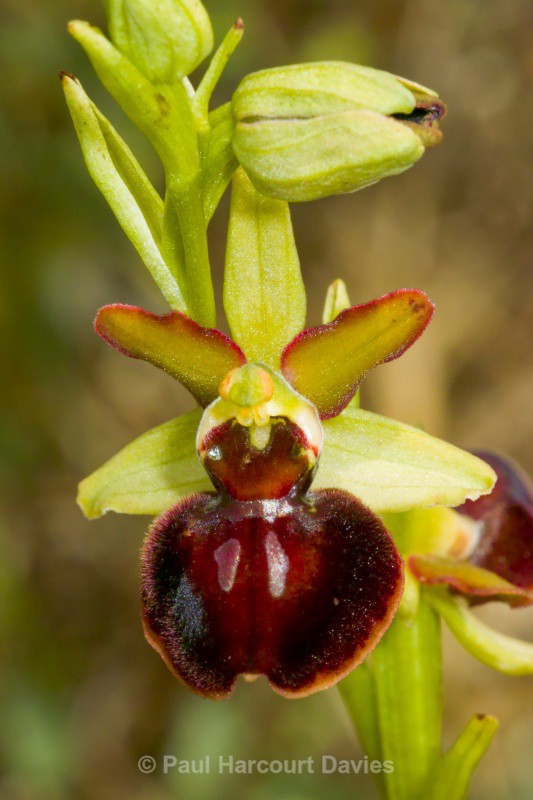 Ophrys sphegodes ssp garganica (Ophrys passionis ssp passionis) - Orchids - Ophrys