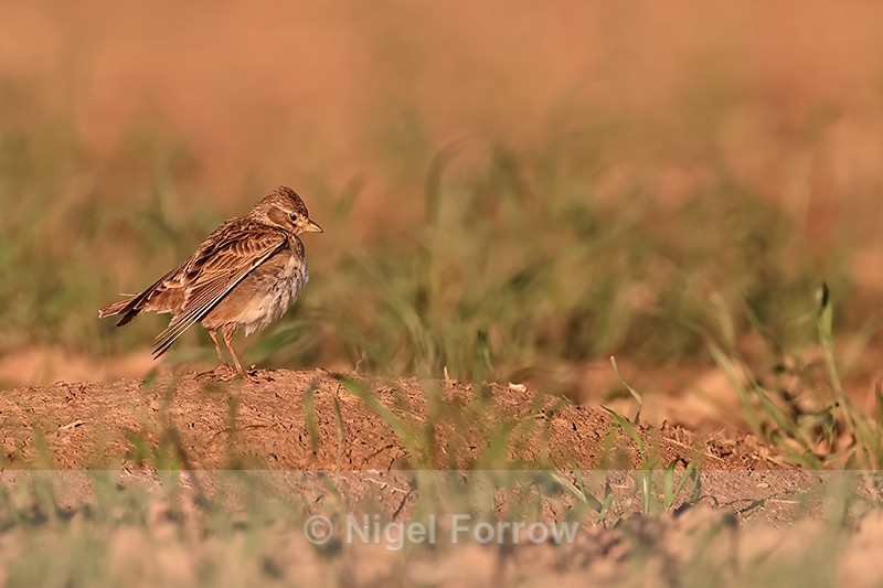 Calandra Lark side view, Mongai, Spain - Calandra Lark