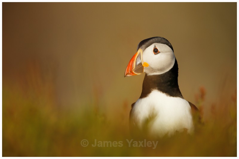 Puffin amongst the Maritime Grass - Latest Work