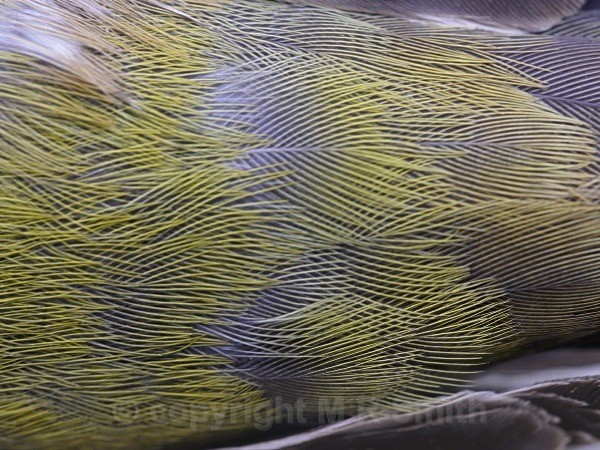 Feather Weave - MACRO & CLOSE UPS 2
