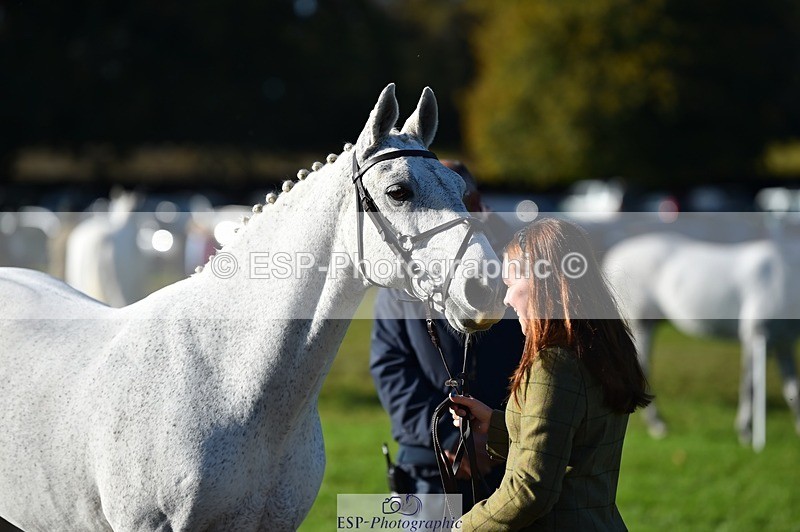 231022-103408-22568 - 457-KILLOUGHTER.GOLD.DUST-Olivia.McDonald-TrotUp+SJ