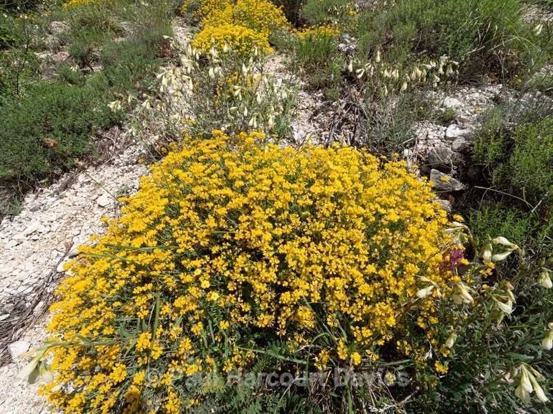 Horseshoe vetch (Hippocrepis comosa)  - Gargano - Wild Flowers