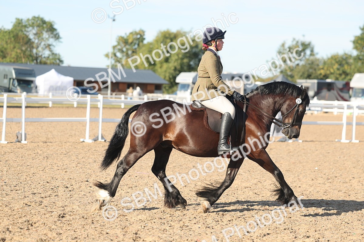 SBM_11011 - Class 302 - Ridden M&M Large Breeds