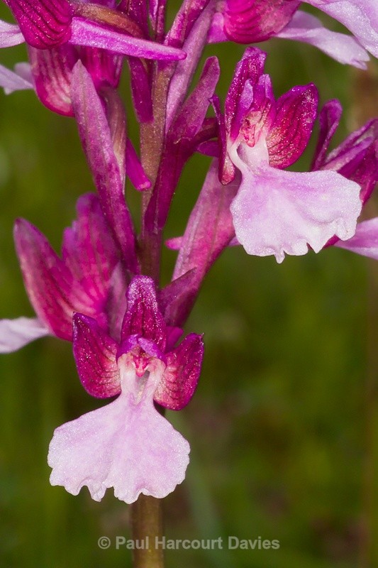  - Orchids - Orchis