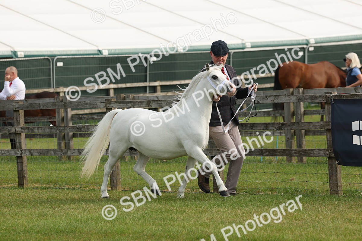 SBM_00494 - Class 6-13 - Mountatin and Moorland In Hand Welsh Breeds