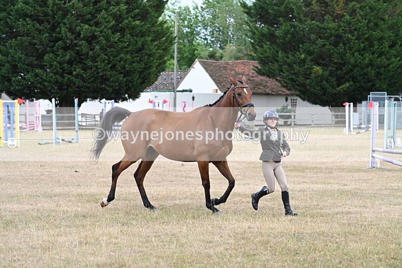WJ7_9987 - Class 5a Most Handsome Gelding (above 14.2hh)