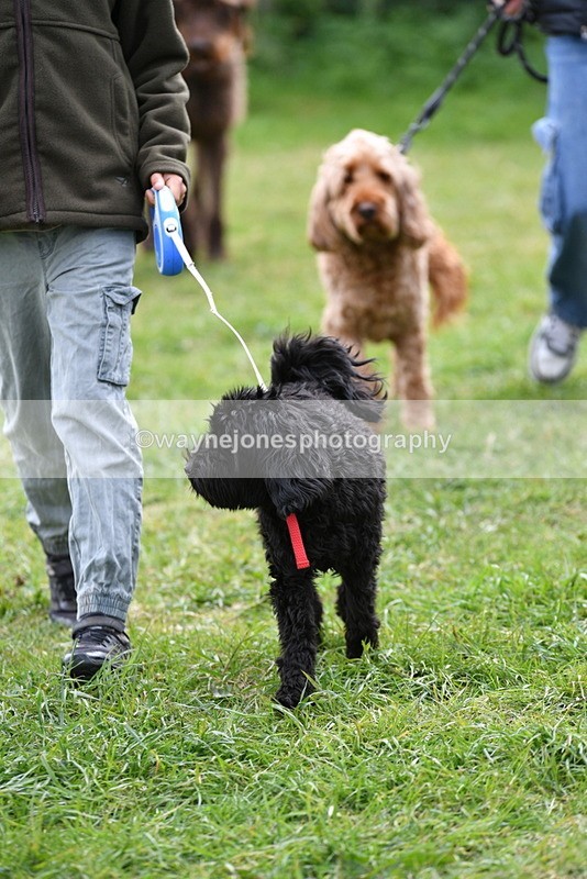 WJ5_9307 - Class 1 Best Cross Breed / Heniz 57