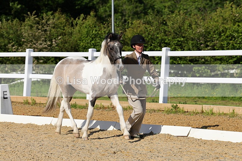 1X9A0643 - Class 3: Youngstock 1, 2, 3 year old not to exceed 153cm