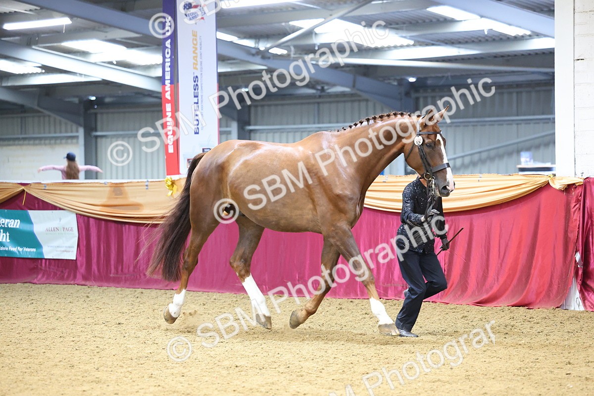 SBM_22643 - Class 903 - Supreme Final - IH Pre Vet