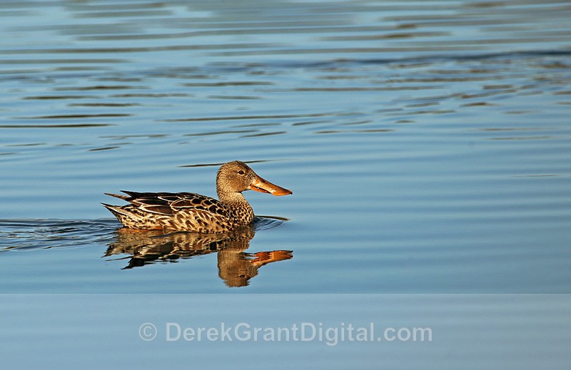 Anas clypeata (f) - Birds of Atlantic Canada