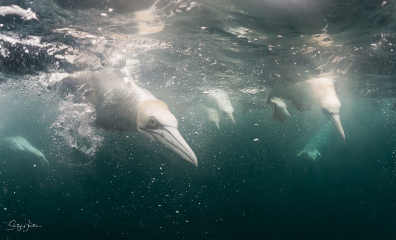 Gannets Underwater 12