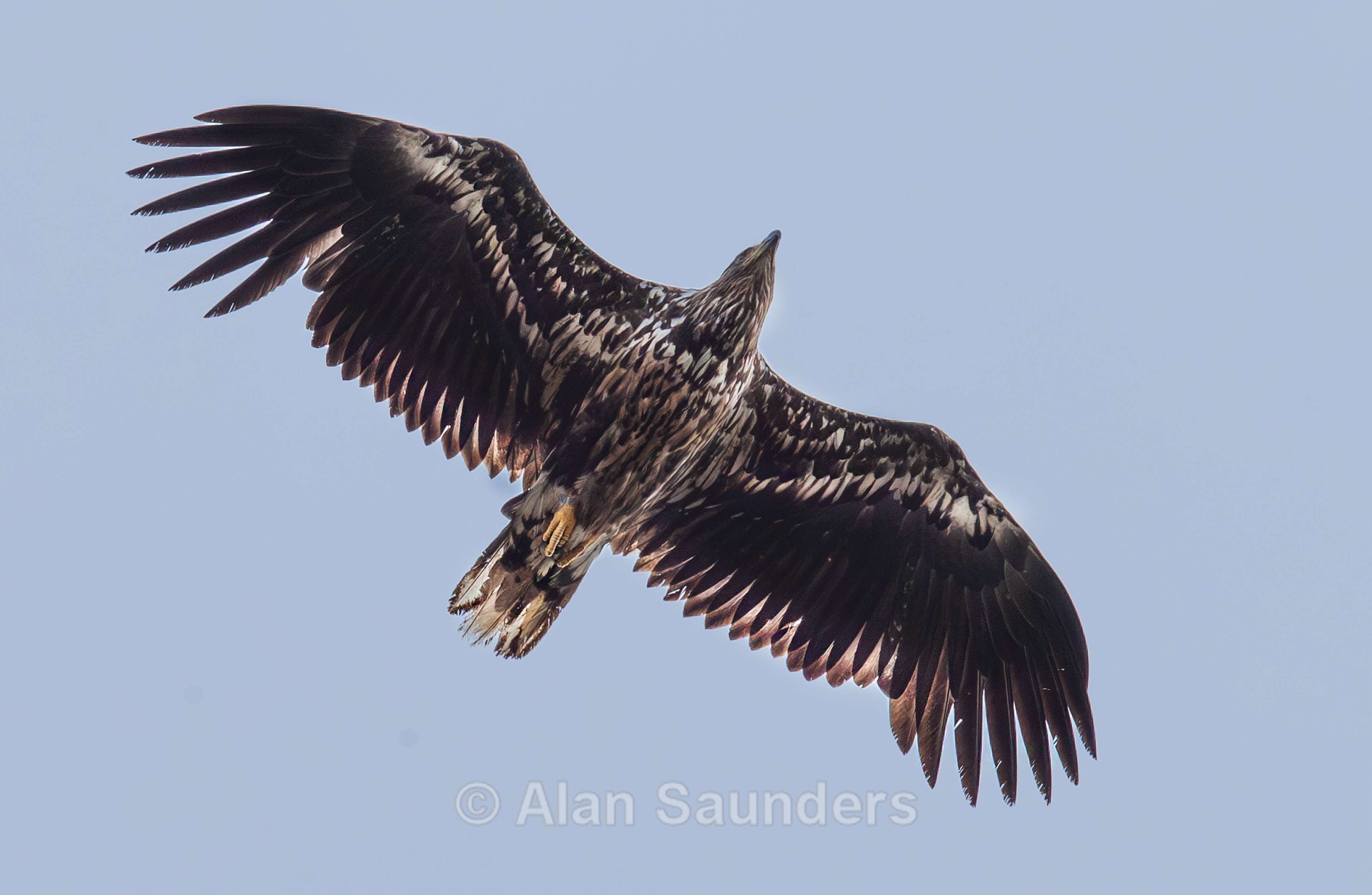 White Tailed Eagle 119