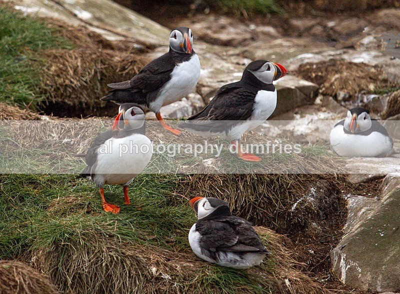 _CNP0500 - Farne Isles
