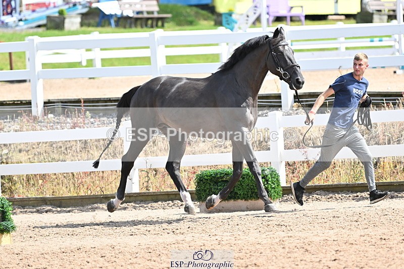 240717A-154402-03014 - Trot Up 3pm to 4pm