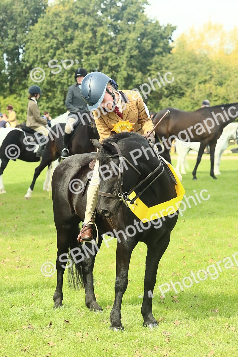 SBM_66752 - S34 - Rehabilitated Rescue Horse & Pony In Hand & Ridden