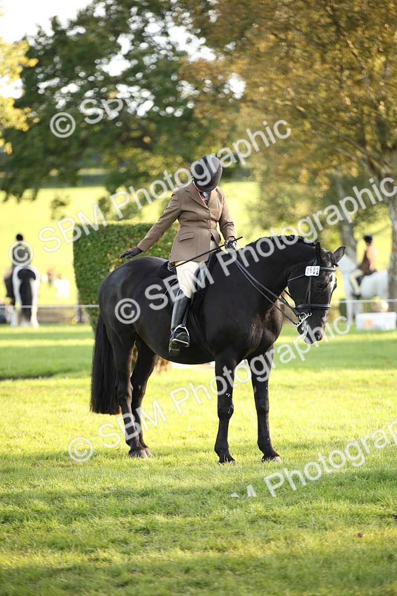 SBM_54431 - S27 - Mature Veteran - Ridden