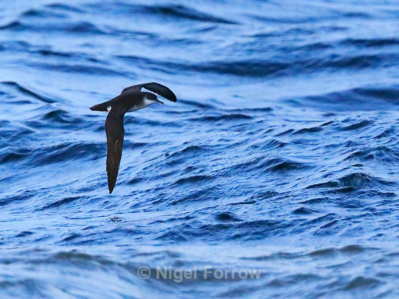 Manx Shearwater in flight at sea off the Isles of Scilly - Manx Shearwater