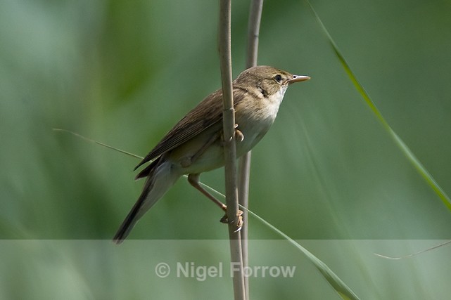 Marsh Warbler perched on a reed stem at Otmoor - Marsh Warbler