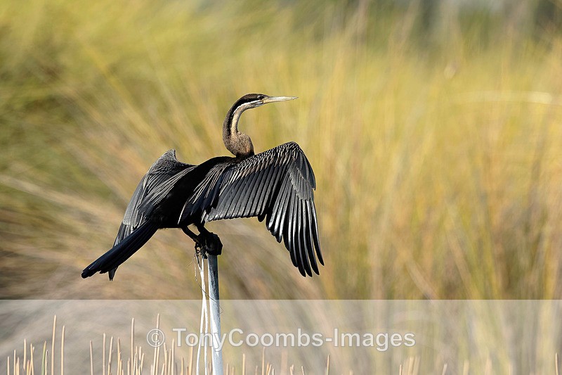 African Darter - Botswana ~ Birds