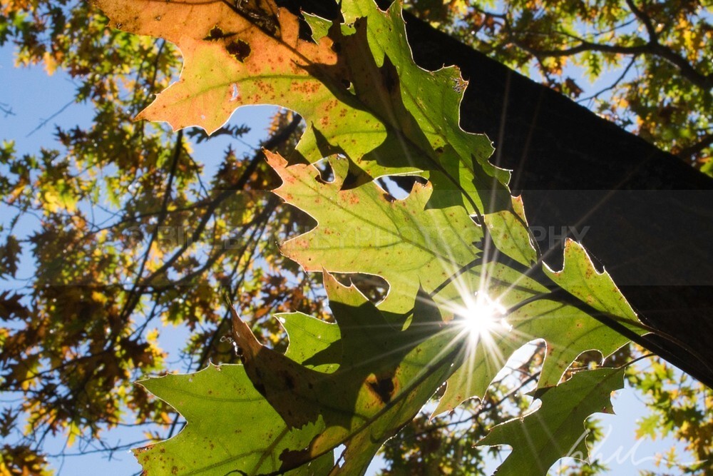 DSC_3526 - Autumn