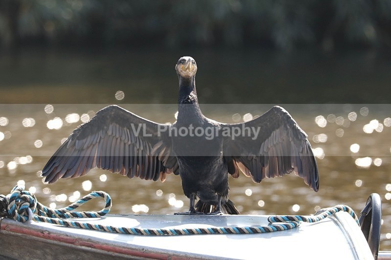 Cormorant - Animals and Birds