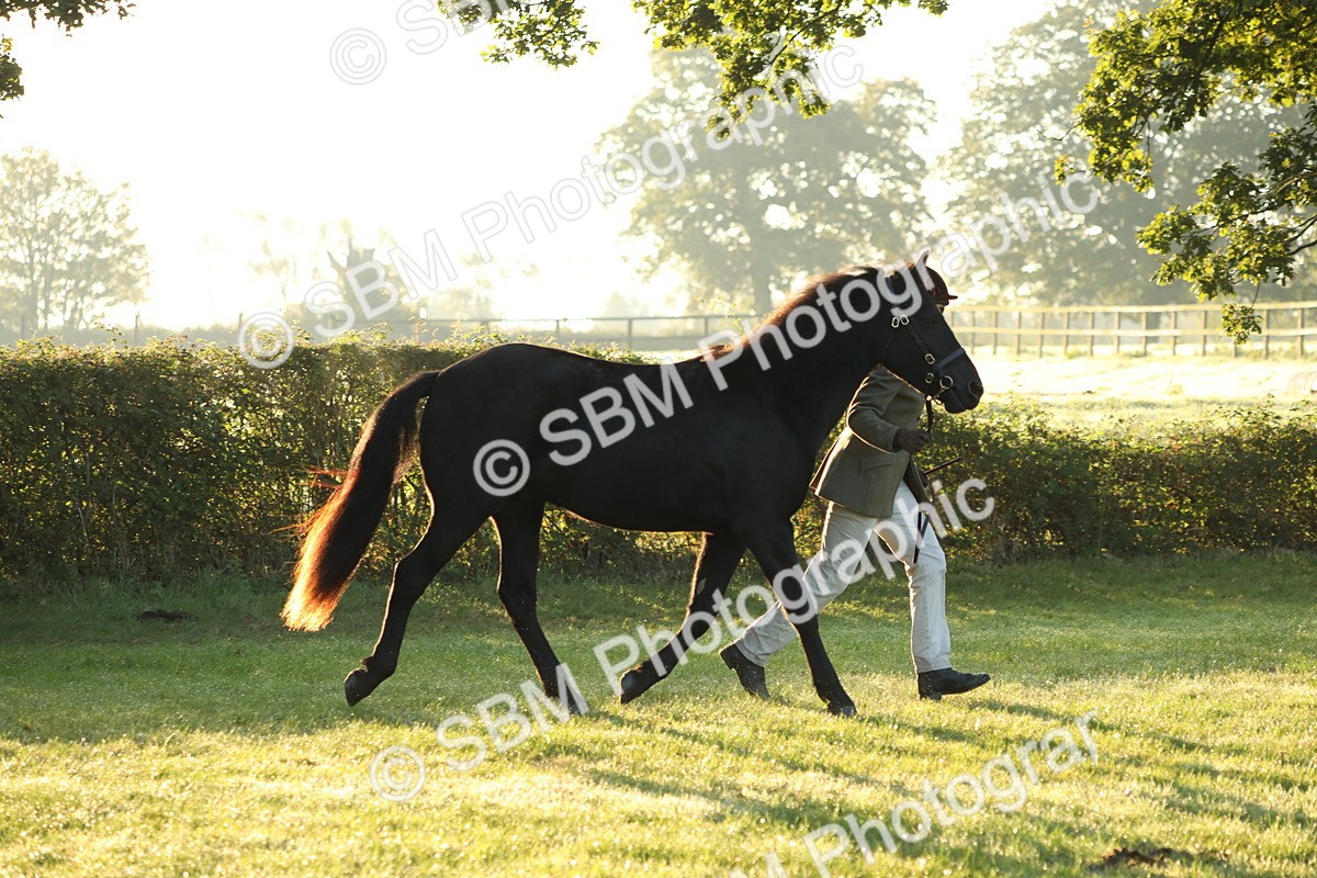 SBM_57822 - S42 - Youngstock