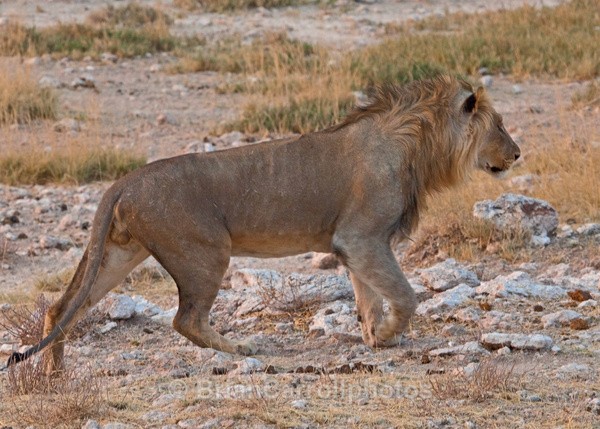 Lion at dusk , Namibia - African Safari Tour 09 Zambia, Botswana,Namibia & South Africa