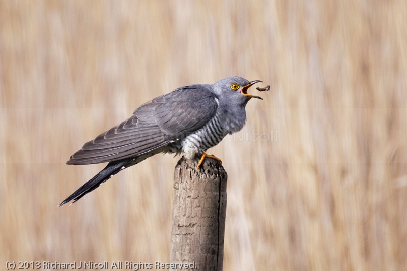 Cuckoo (Cuculus canorus) male eating grub - Cuckoo (Cuculus canorus)