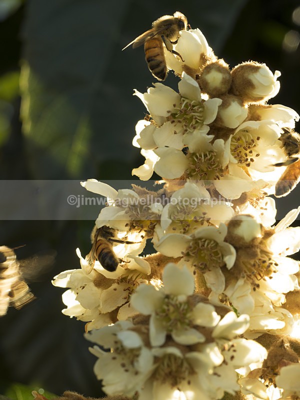 Loquat Blossoms and Bees - The World Around Me