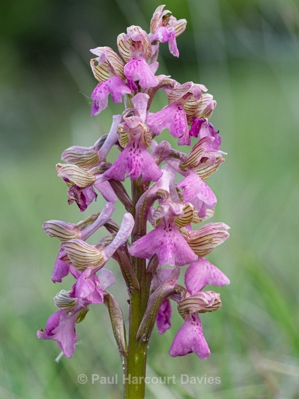 Green-winged orchid (nacamptis morio syn Orchis morio) - Wild Orchids - 1