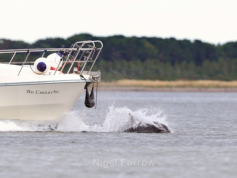Bottlenose Dolphin in the bow wave of a boat near Chanonry Point - Dolphin