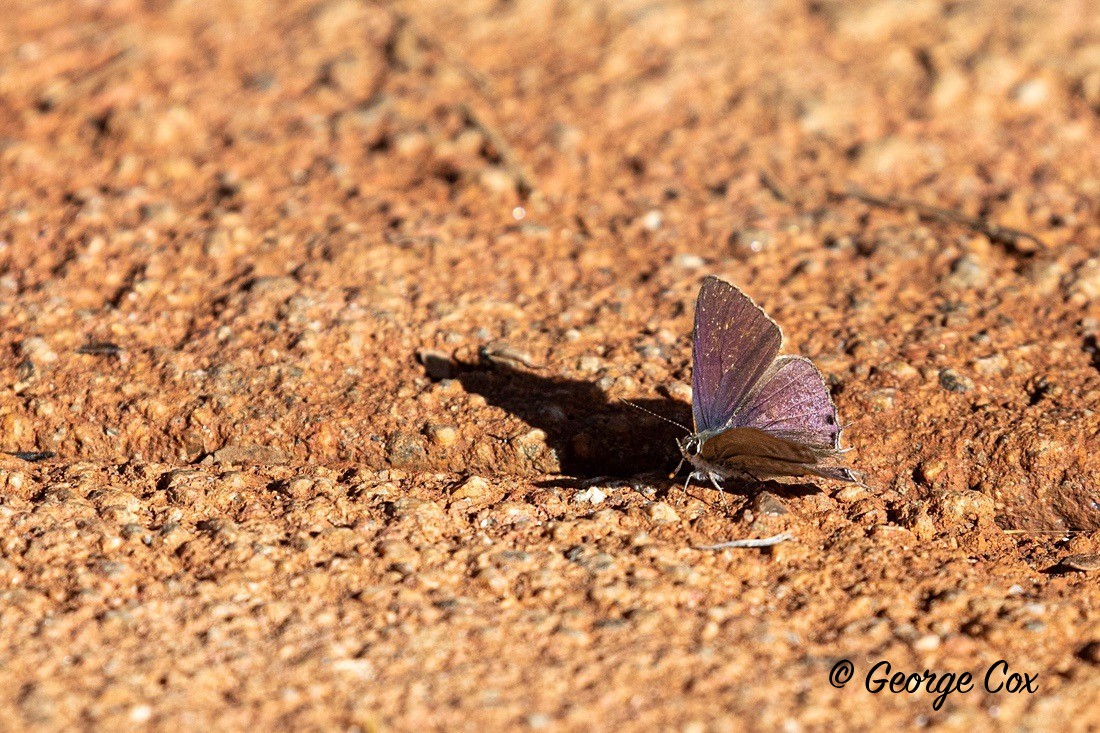 Butterfly Long Tailed Blue - South Africa - Limpopo